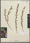 Foto von Salix purpurea L.